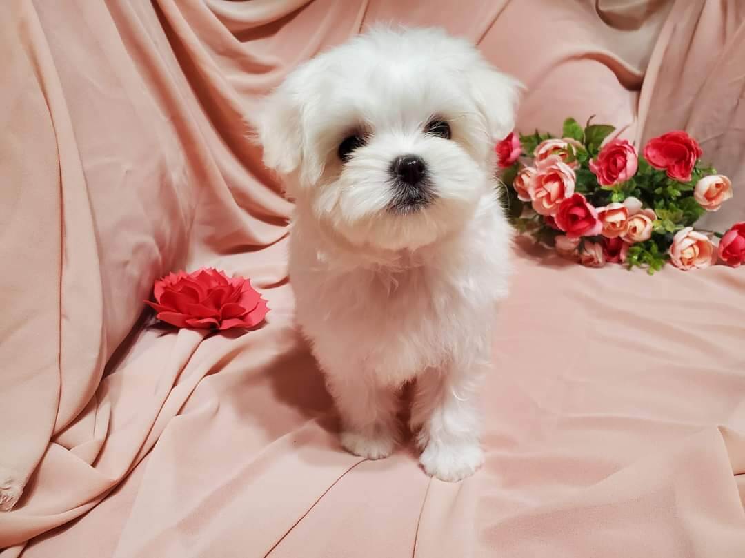 1 Jenna female maltese puppies For Sale