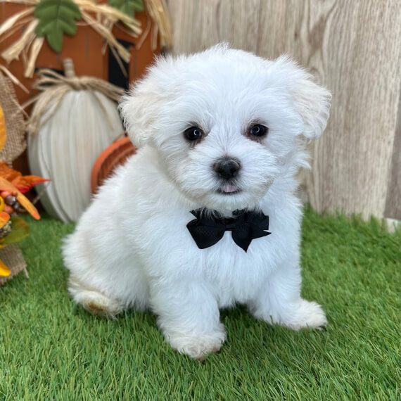  2 Max male maltese puppies For Sale