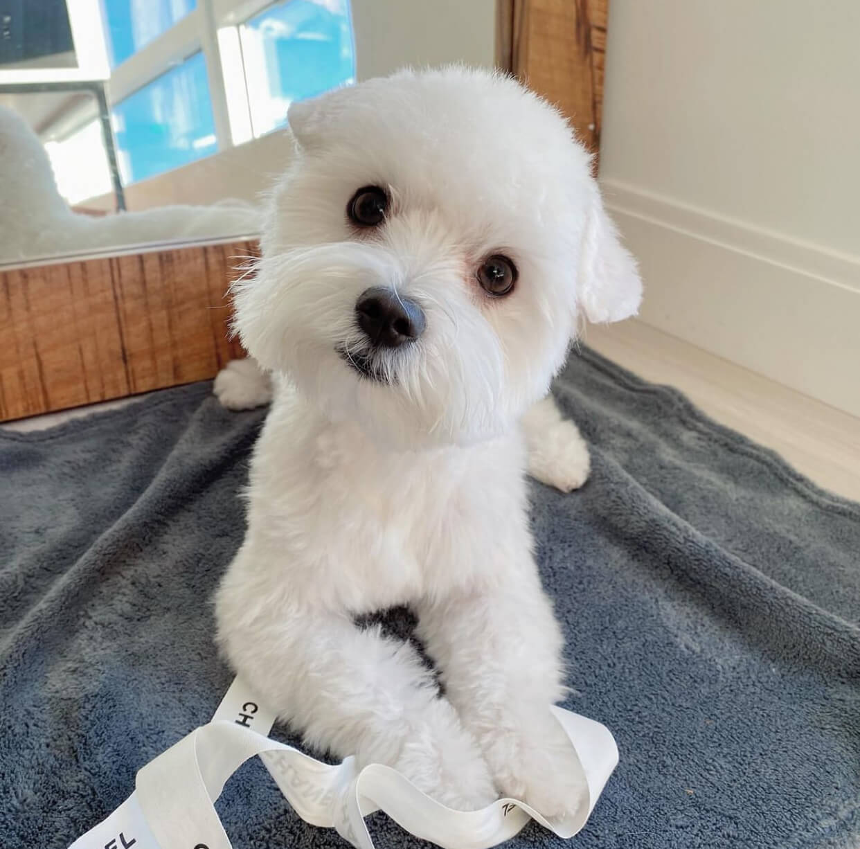  4 Simon male maltese puppies For Sale