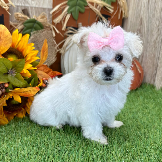  6 Rose female maltese puppies For Sale