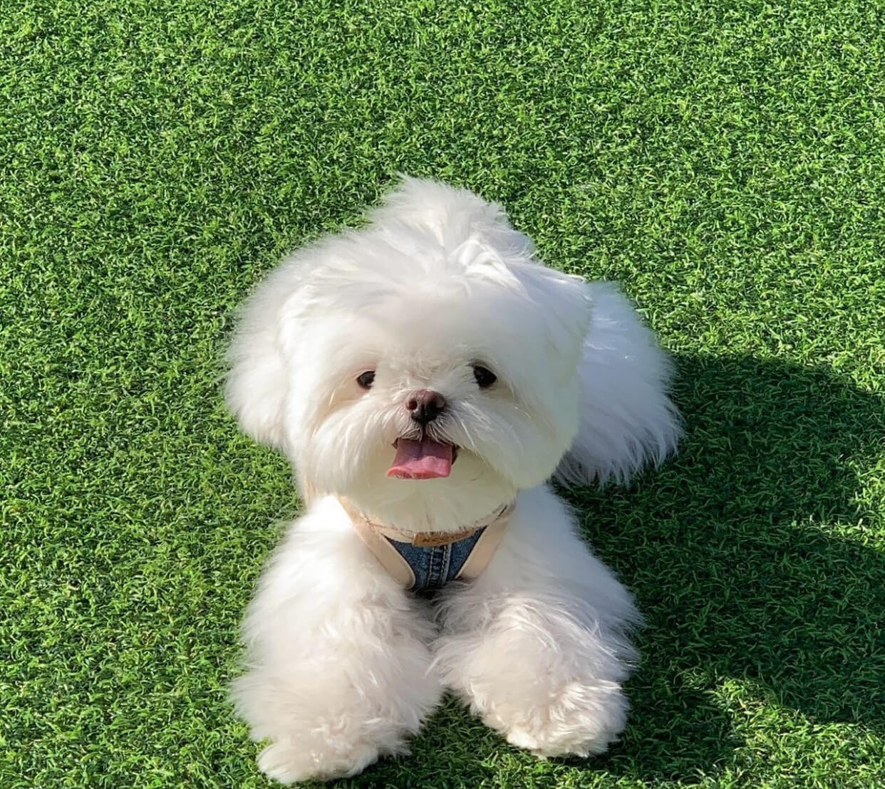  7 Bella female maltese puppies For Sale