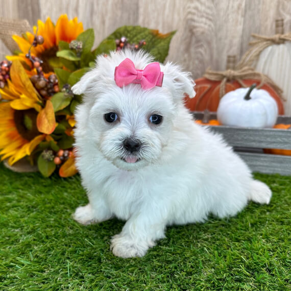  8 Diana female maltese puppies For Sale