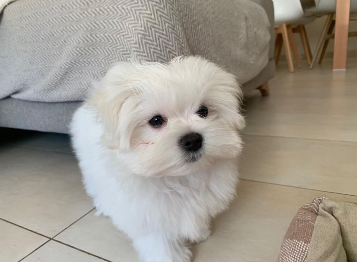  9 Poco female maltese puppies For Sale